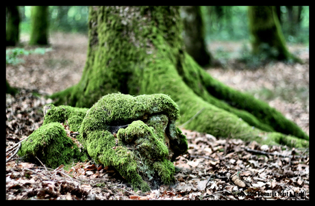 Old Man in a Forest