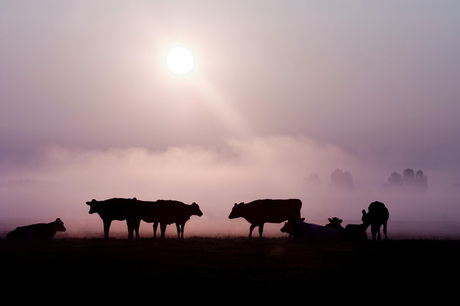 Koeien in de mist