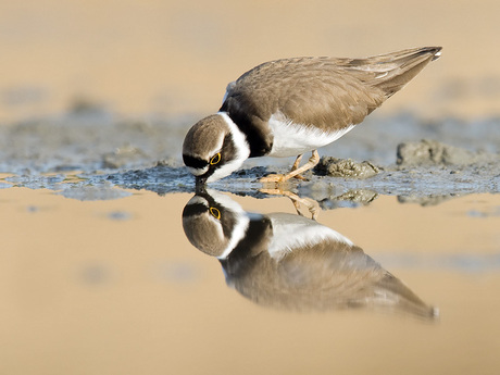 kleine plevier met spiegeling