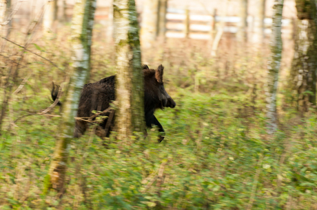 zwijn vlucht het bos in