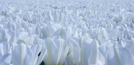 Zee van witte tulpen