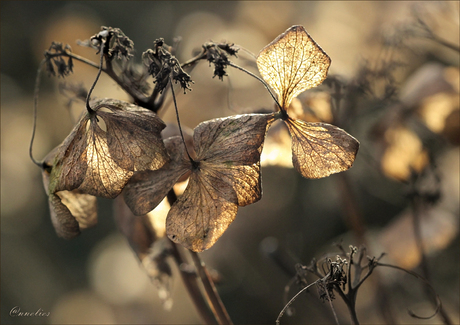 hortensia ...