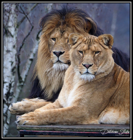 Proud lion and lioness