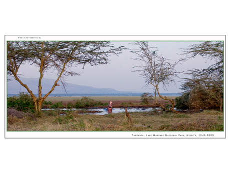 Hippo's Lake Manyara NP