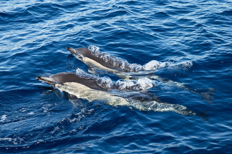 Dollende dolfijnen
