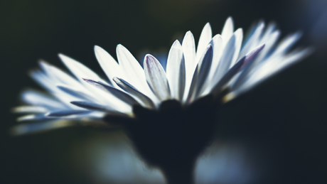 Bellis perennis