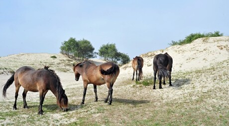 schrapen naar gras