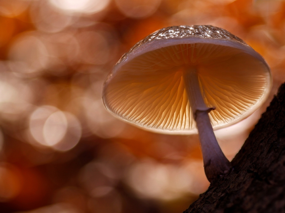 bokeh - een foto uit mijn archief opnieuw bewerkt . - foto door constant_zoom op 02-10-2019 - deze foto bevat: macro, oranje, paddestoel, herfst, bokeh