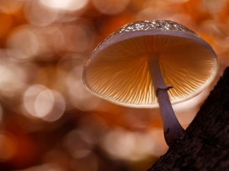 bokeh - een foto uit mijn archief opnieuw bewerkt . - foto door constant_zoom op 02-10-2019 - deze foto bevat: macro, oranje, paddestoel, herfst, bokeh