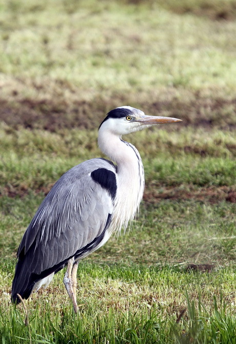 Reiger