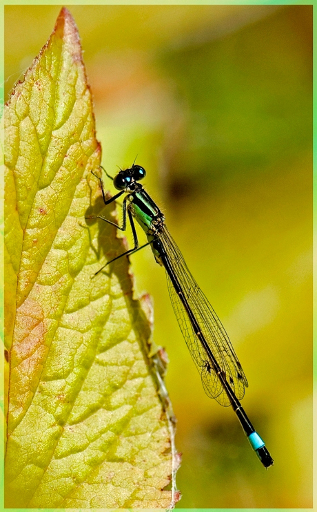 Juffertje in het groen