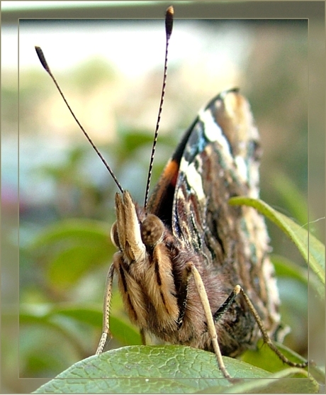 Vlinder II