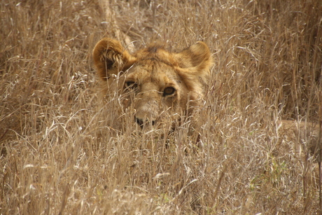 Welp in Serengeti