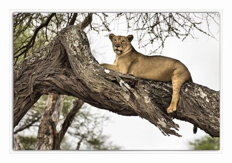 lion in tree