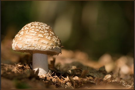 Voorproefje van de herfst