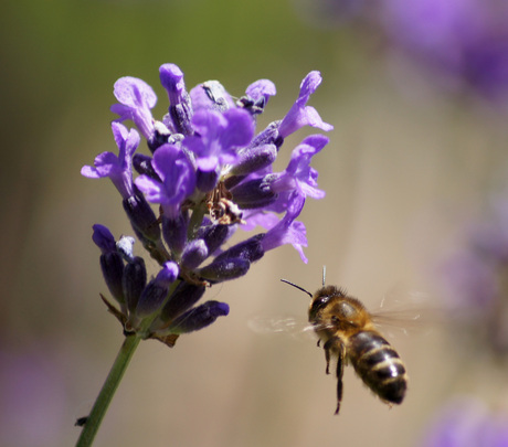 een Bij en lavendel