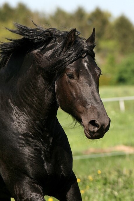 Fries Wessel