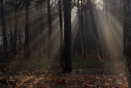 Achter de bomen schijnt de zon