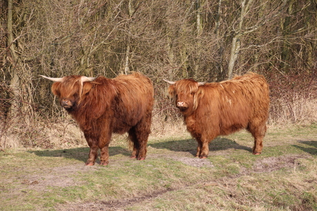 Voorjaarsvakantie 2013 Texel 034.JPG