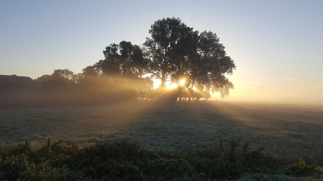 zon schijnt door de bomen