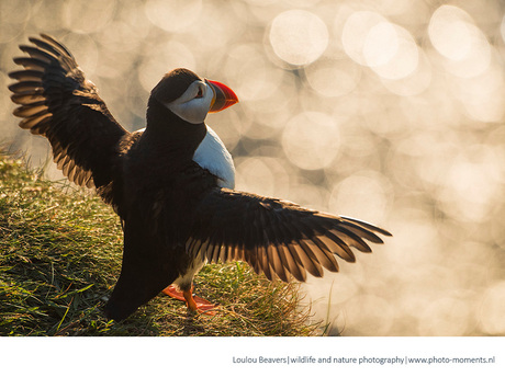 Let the bokeh come to me