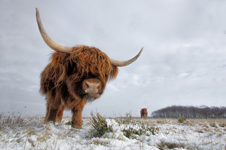 Highland cows in the snow
