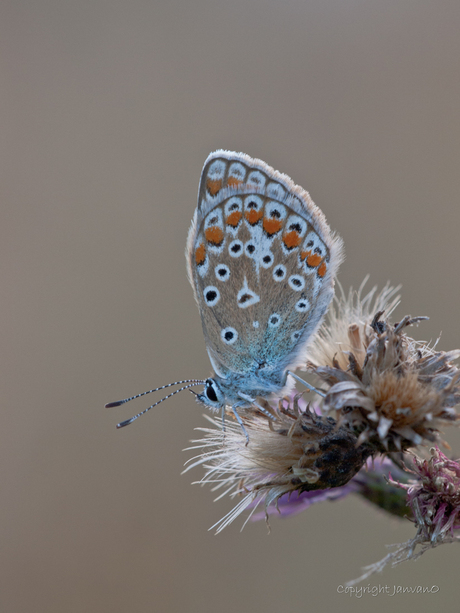 Light up, little blue