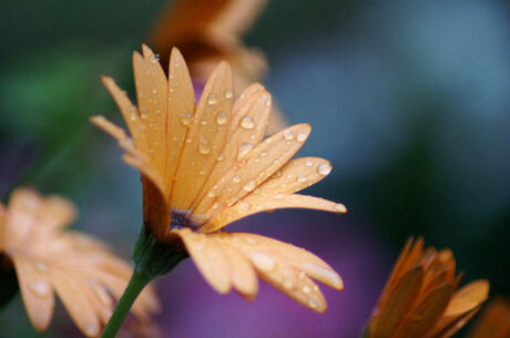 Bloem uit tuin