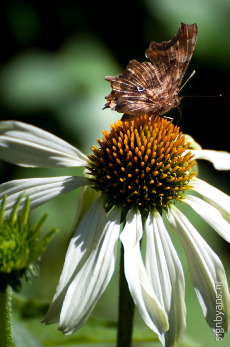 Vlinder op bloem echinaforce