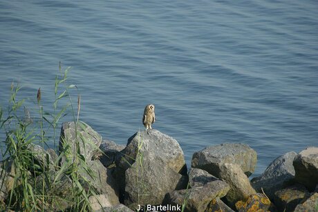 Uil langs het water