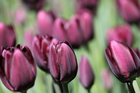 keukenhof lisse