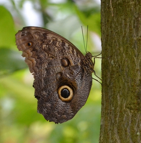 Vlinder oog met camouflage kleur.jpg