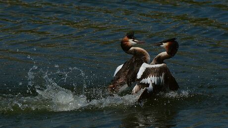 Vechtsport op het water