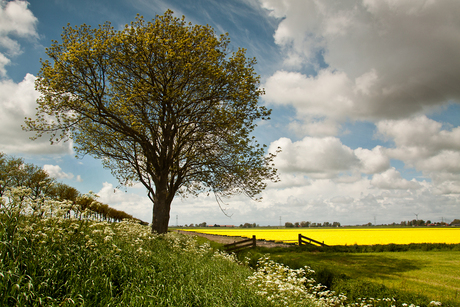 Schager polder