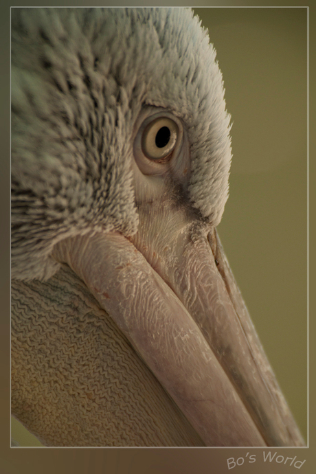 Pelican eye - I