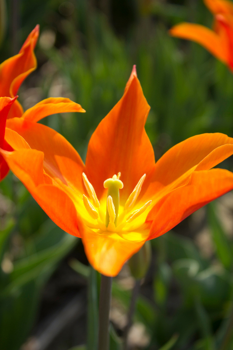 Oranje tulp