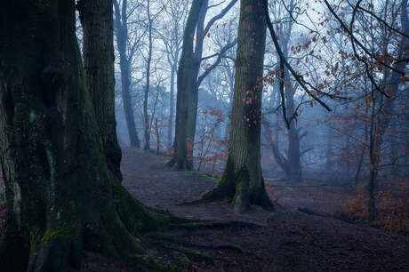 Mistige ochtend in het bos