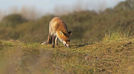 Duinen AWD 2 .