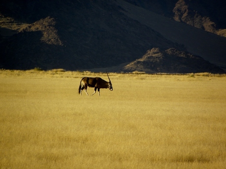 Sossusvlei oryx