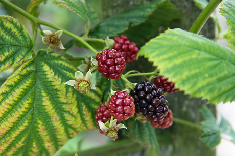 fruit plukken langs het fietspad