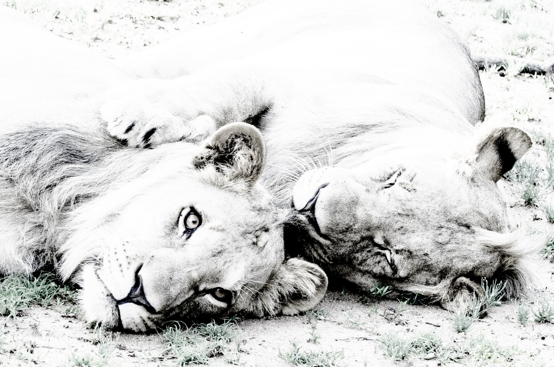 Leeuwen high Key - leeuwen in Zuid-Afrika - foto door fundive op 27-12-2017 - deze foto bevat: leeuwen, high key