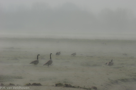 Ganzen in de mist.jpg