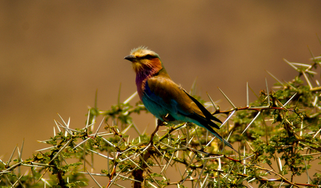 Bee eater