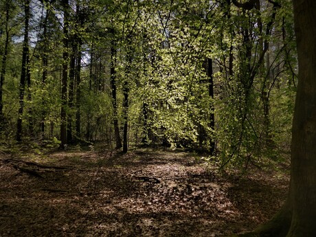 lentezon boven een herfstbodem