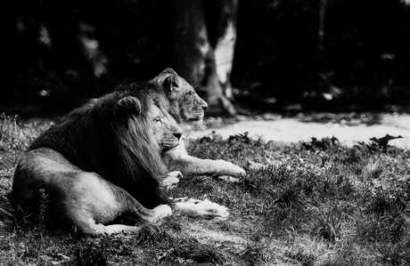Prachtige leeuwen