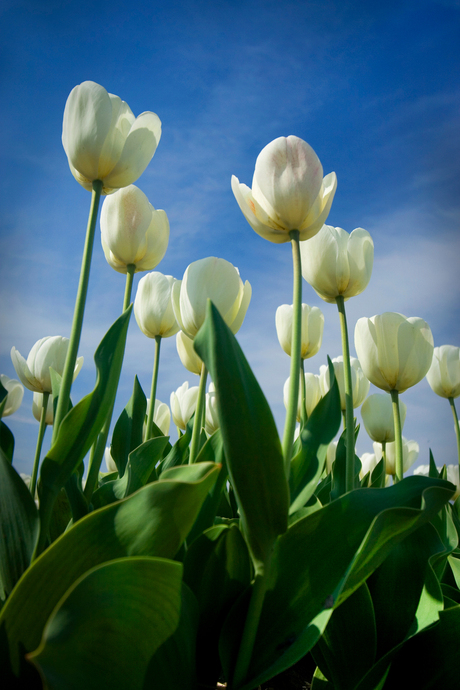 Tulpen op de bollenvelden