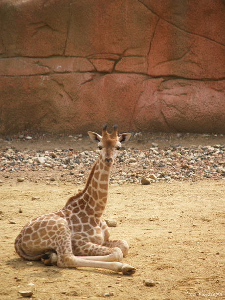 Jonge giraffe