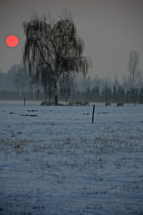 ondergaande zon in winters landschap