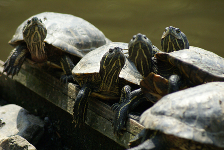 zonnende schildpadden