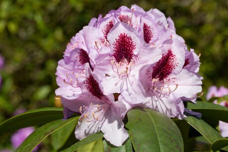 Witte Rhododendron